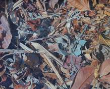Leaves Oil Painting by Julie Cane Australian Artist
