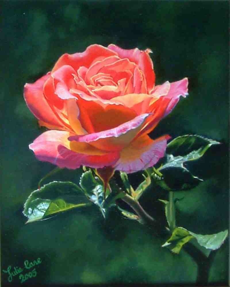 Pink Rose II Oil Painting Julie Cane 