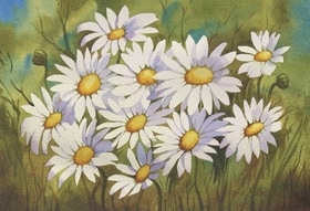 Daisies - painting in watercolour Julie Cane