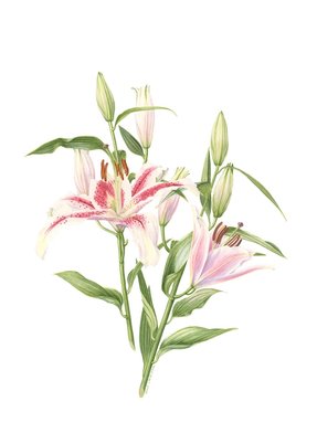 Stargazer Lily Botanical watercolour by Julie Cane Australian Artist