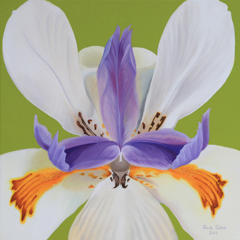 Iris Floral painting by Julie Cane artist