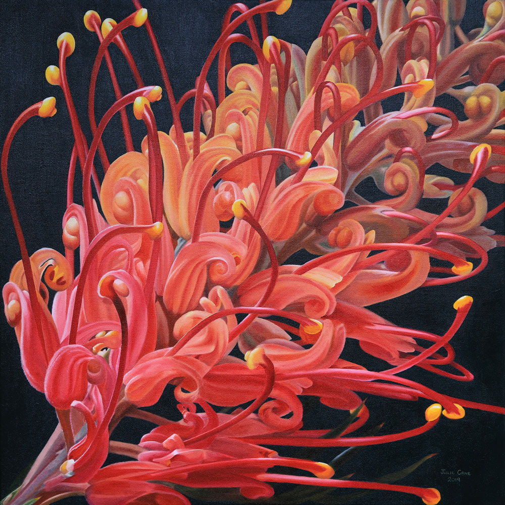 Grevillea Floral painting by Julie Cane artist
