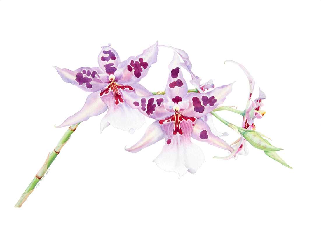 Miltassia Orchid  Botanical watercolour by Julie Cane Australian Artist