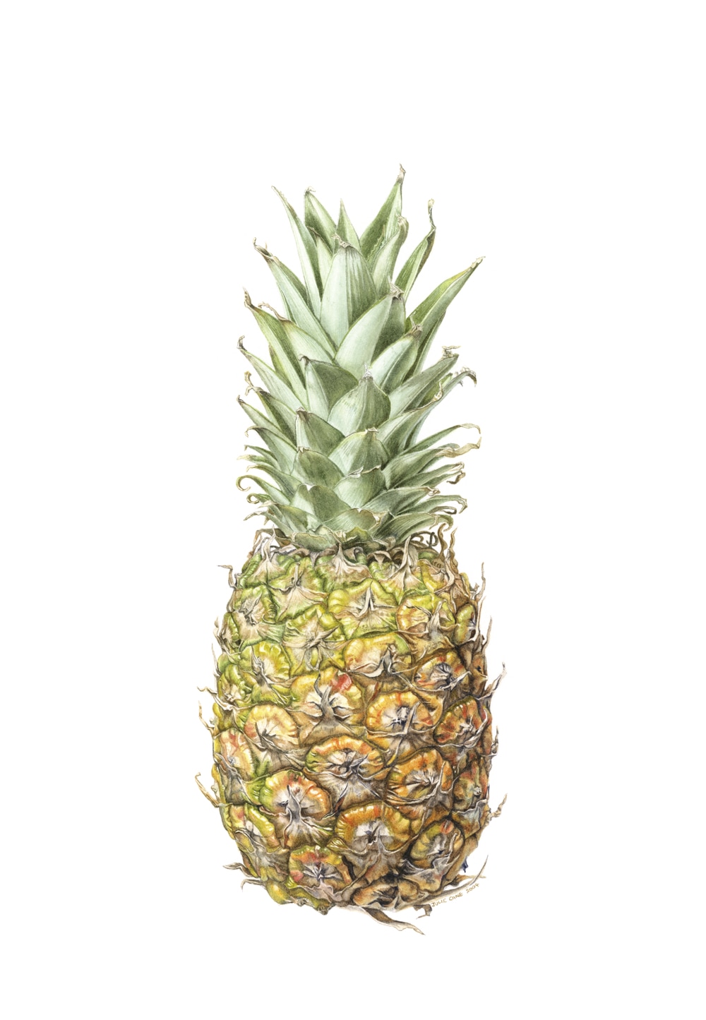 Pineapple  Botanical watercolour by Julie Cane Australian Artist