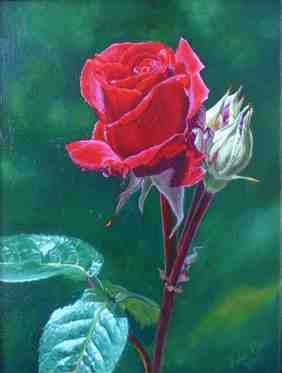 Red Rose Oil Painting Julie Cane