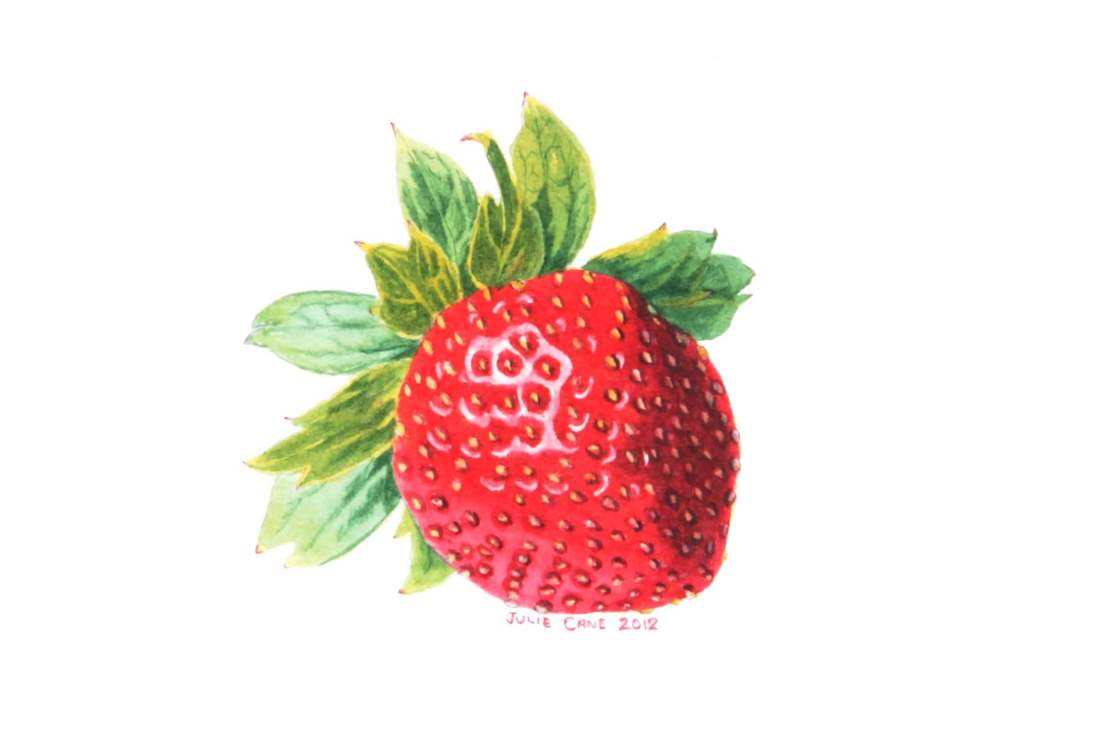 Strawberry  Botanical watercolour by Julie Cane Australian Artist