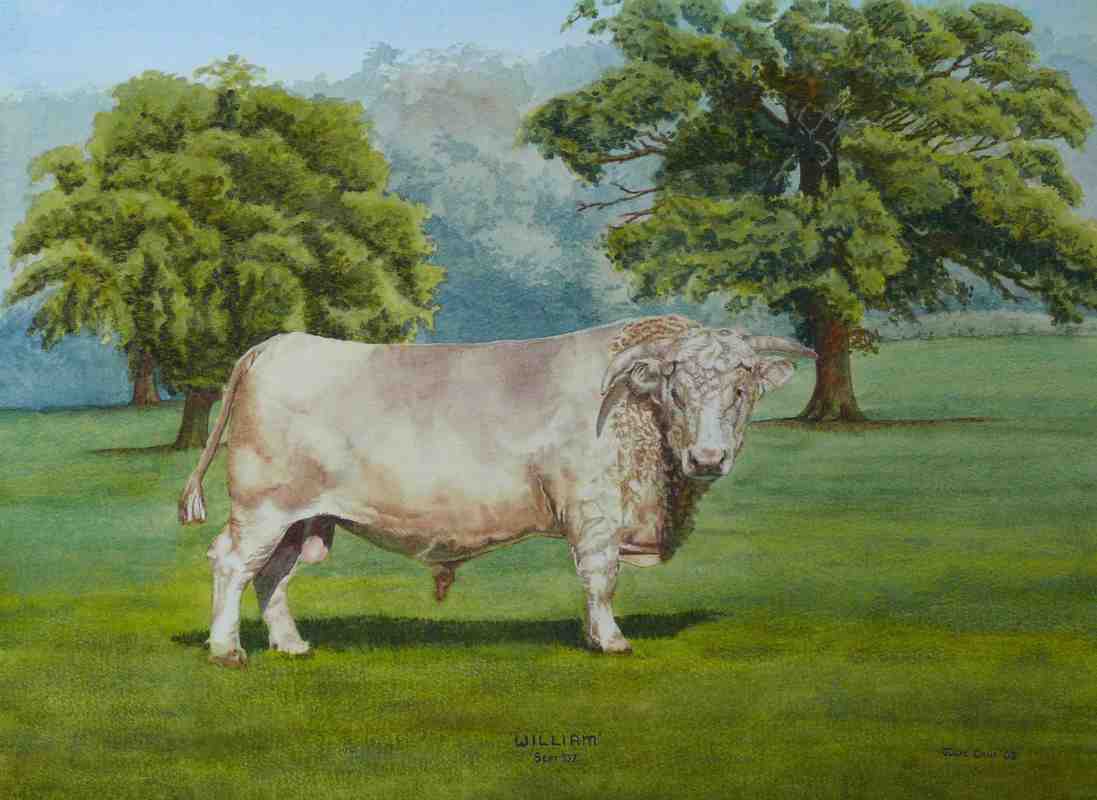 Bull Watercolour Painting by Julie Cane Australian Artist